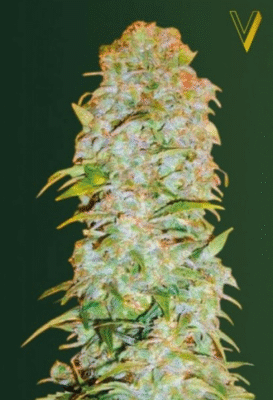 AK77v Automatic-3 Samen - Seeds24
