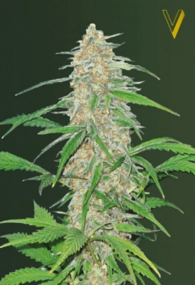 AK77v Feminisiert-3 Samen - Seeds24