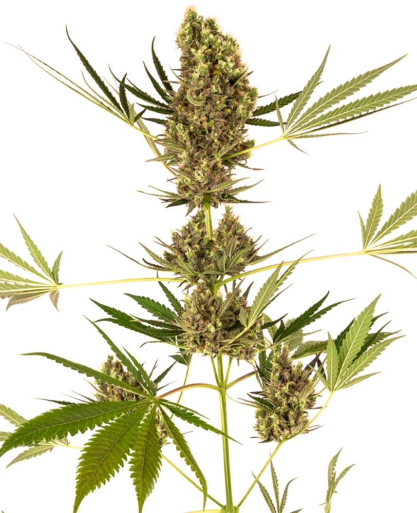 Alpine Delight CBD 30:1 Auto-3 Samen - Seeds24