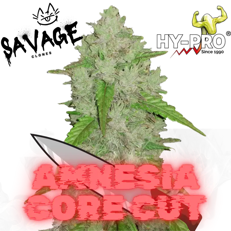 Amnesia Core Cut HY PRO - Savage Clones