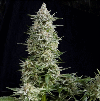 Amnesia Gold Feminisiert-3 Samen - Seeds24