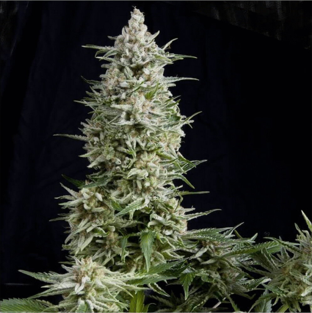 Amnesia Gold Feminisiert-3 Samen - Seeds24