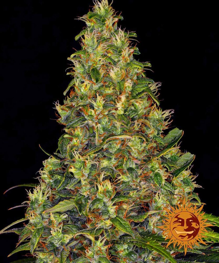 Amnesia Haze Auto-3 Samen - Seeds24
