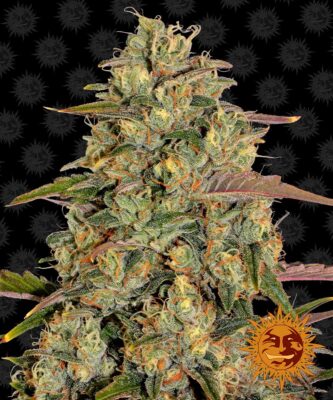 Amnesia Lemon Feminisiert-3 Samen - Seeds24