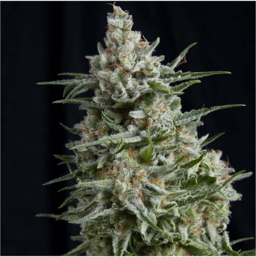 Anesthesia Feminisiert-3 Samen - Seeds24