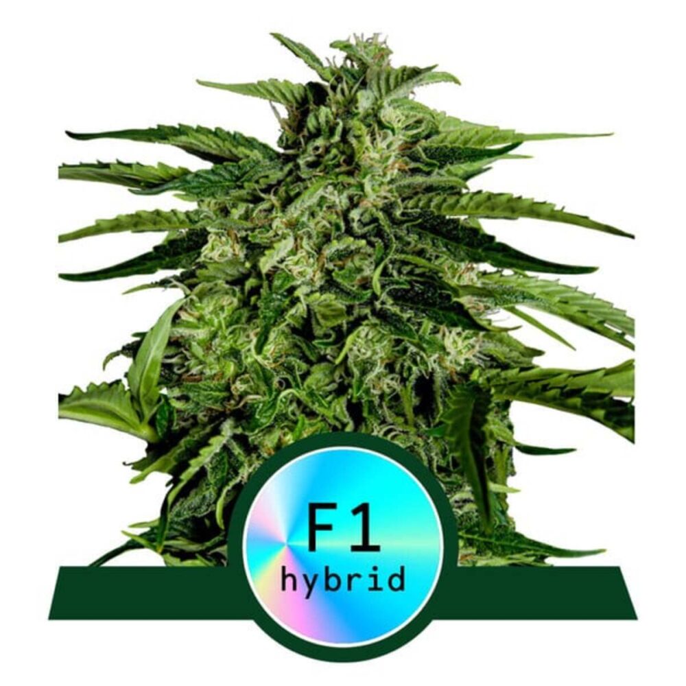 Apollo F1 Automatic-3 Samen - Seeds24