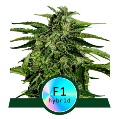 Apollo F1 Automatic-3 Samen - Seeds24