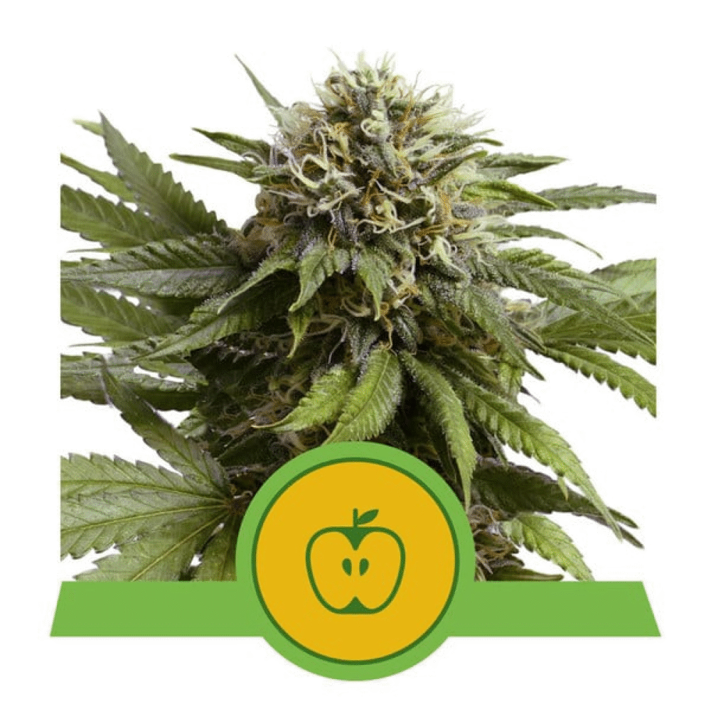 Apple Fritter Automatic-3 Samen - Seeds24