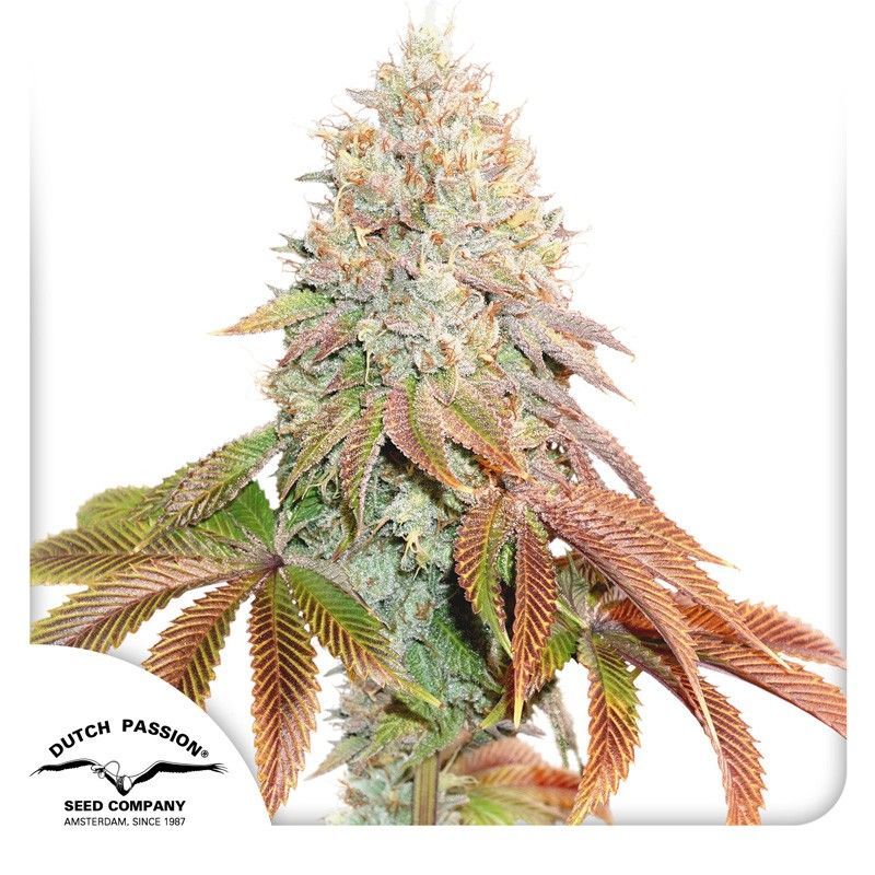 Auto Banana Blaze-3 Samen - Seeds24