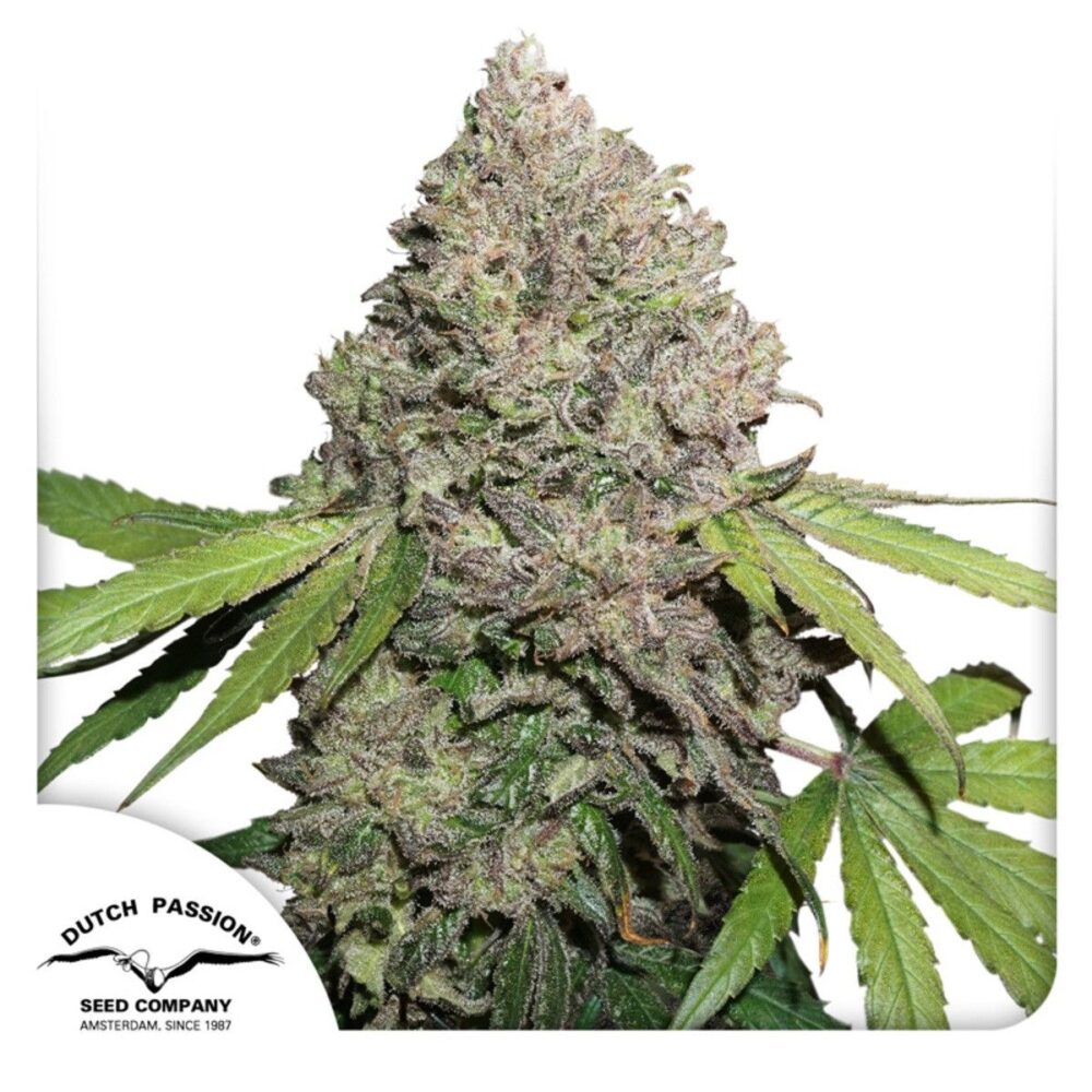 Auto CBD Charlottes angel-3 Samen - Seeds24
