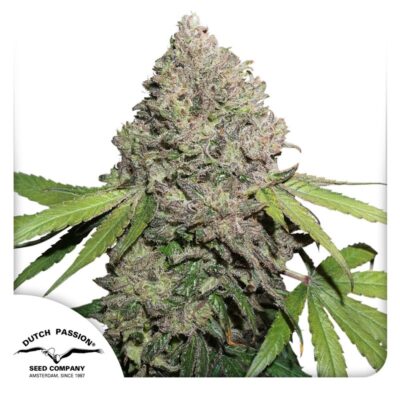 Auto CBD Charlottes angel-3 Samen - Seeds24