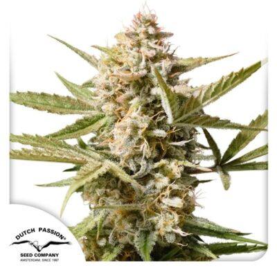 Auto Cinderella Jack-3 Samen - Seeds24