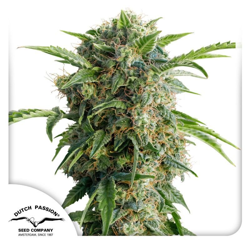 Auto Daiquiri Lime-3 Samen - Seeds24