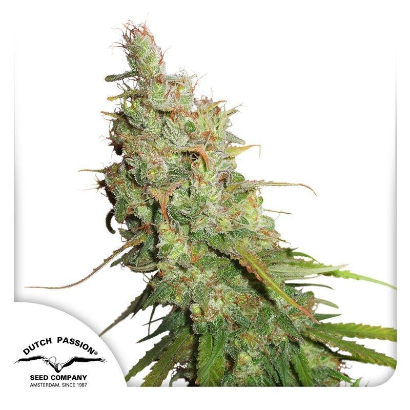 Auto Desfran-3 Samen - Seeds24