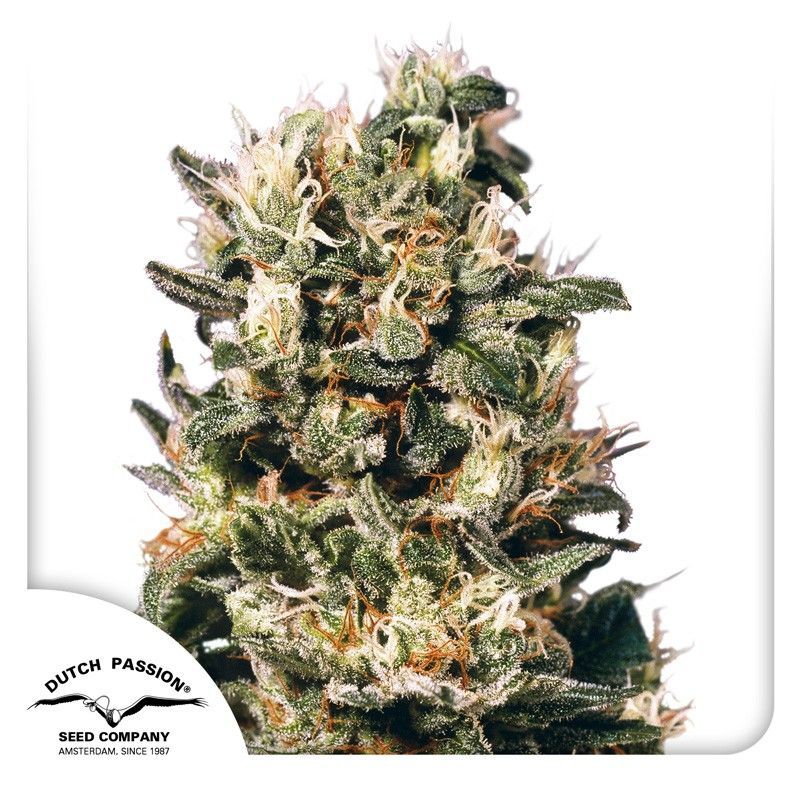 Auto Euforia-3 Samen - Seeds24