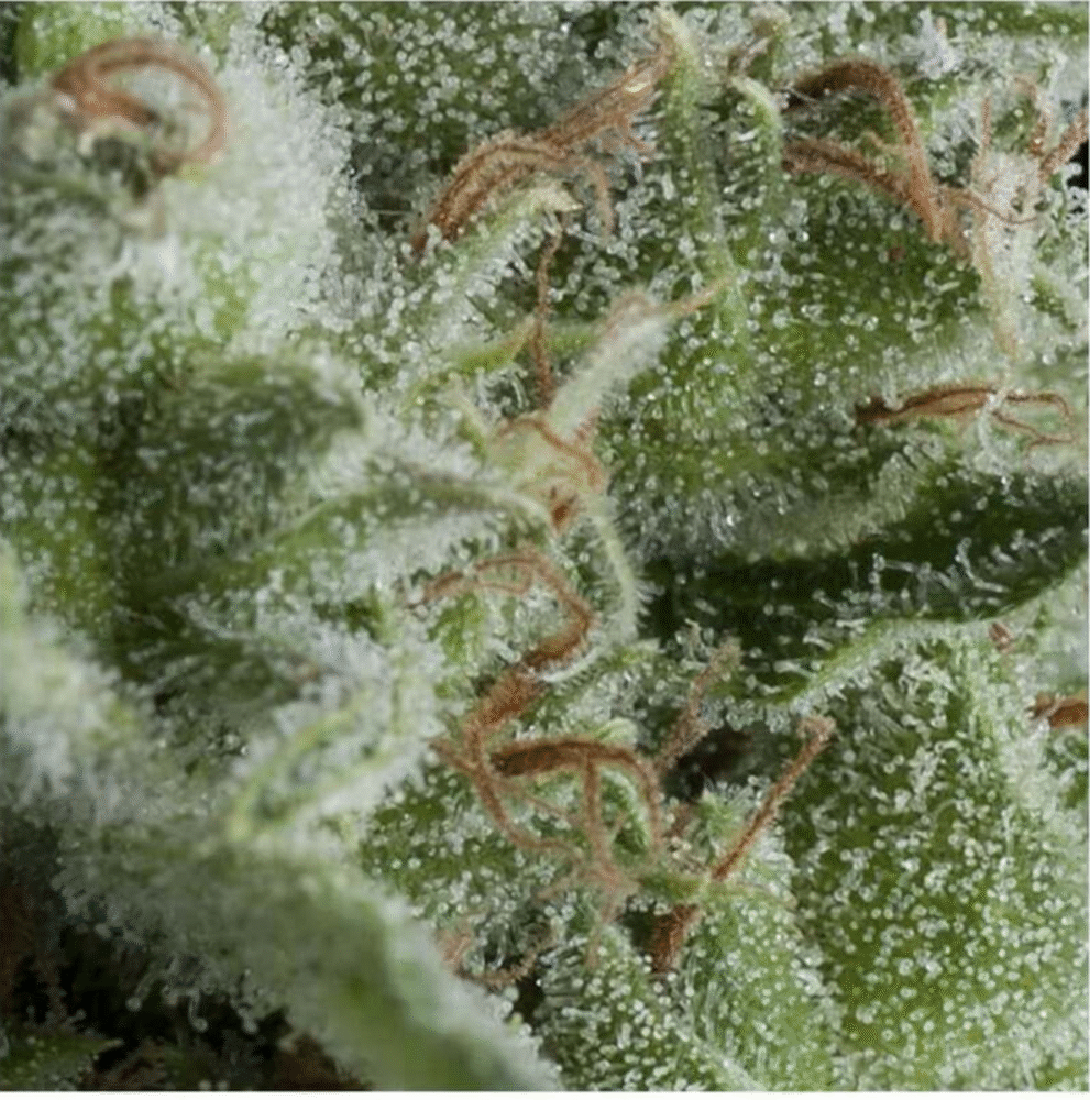 Auto Kryptonite-3 Samen - Seeds24