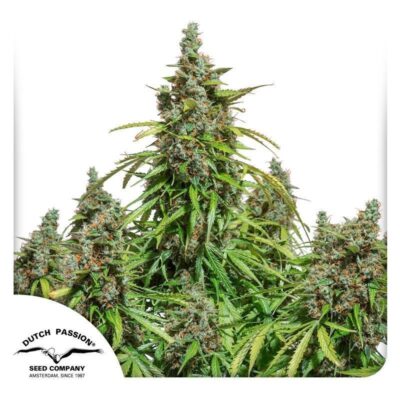 Auto Mazar-3 Samen - Seeds24