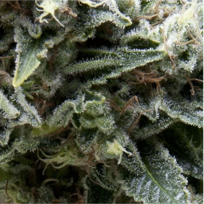Auto New York City-3 Samen - Seeds24