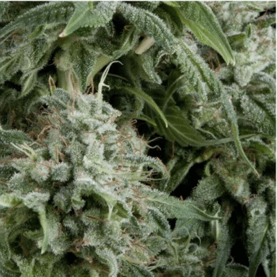 Auto Northern Lights-3 Samen - Seeds24