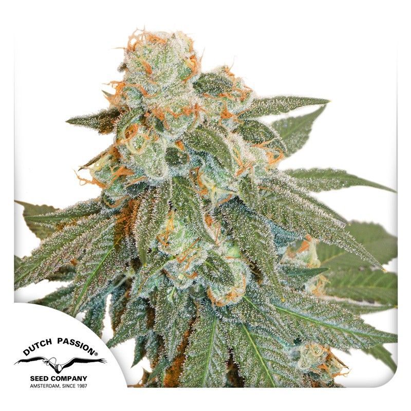 Auto Orange Bud-3 Samen - Seeds24