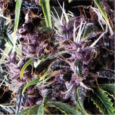 Auto Purple-3 Samen - Seeds24