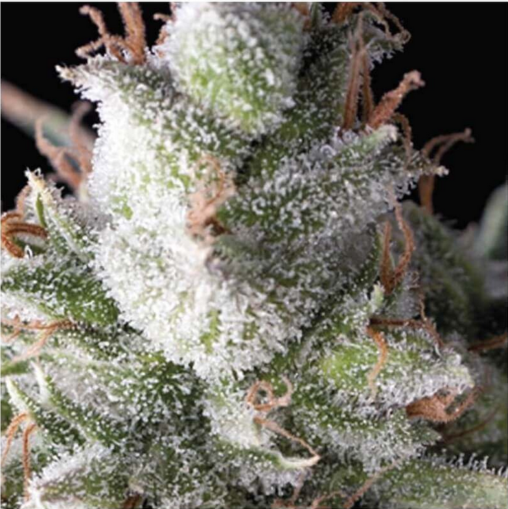 Auto Ramses-3 Samen - Seeds24
