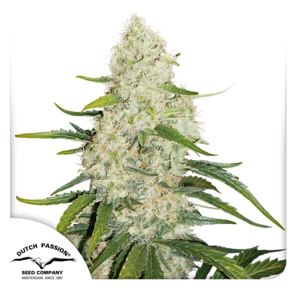 Auto Think Big-3 Samen - Seeds24