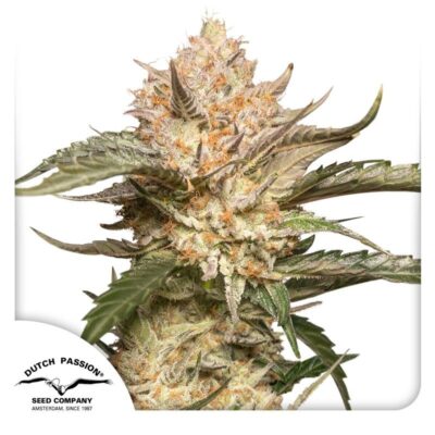 Auto Trichome & Cream-3 Samen - Seeds24