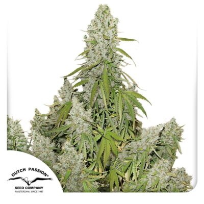 Auto Ultimate-3 Samen - Seeds24