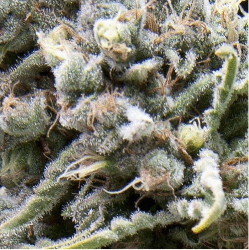 Auto White Widow-3 Samen - Seeds24