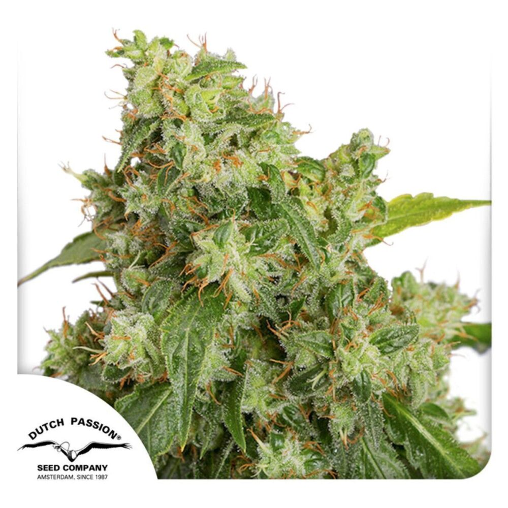 Auto Xtreme-3 Samen - Seeds24
