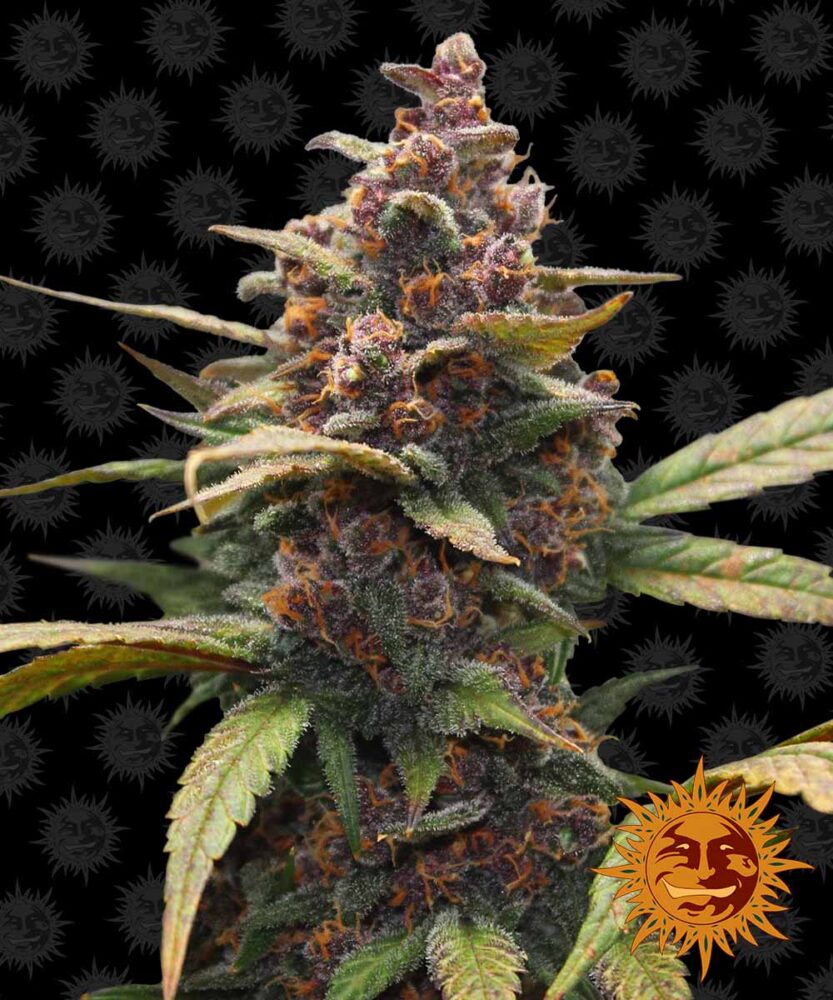 Ayahuasca Purple Feminisiert-3 Samen - Seeds24