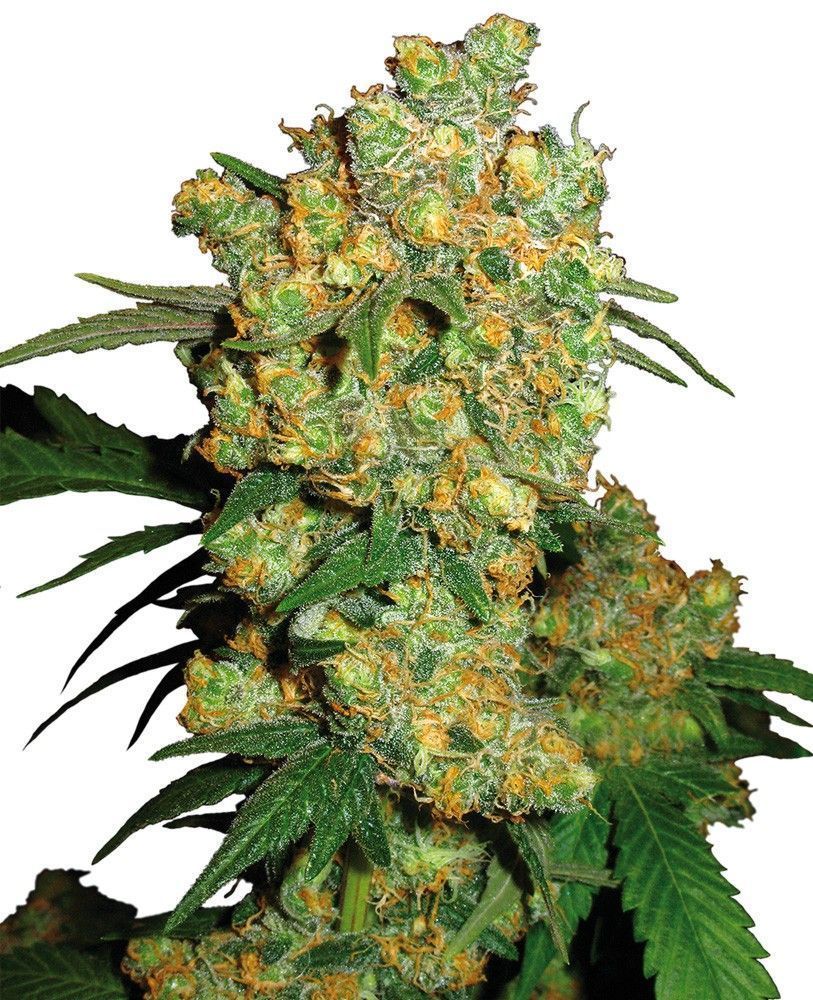 Big Bud Feminisiert-3 Samen - Seeds24