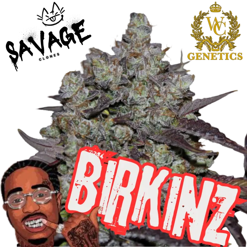 Birkinz Winner Circle Genetics x Quavo(Migos) - Savage Clones