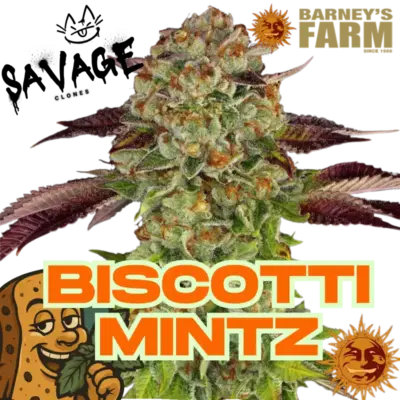 Biscotti Mintz Barneys Farm - Savage Clones