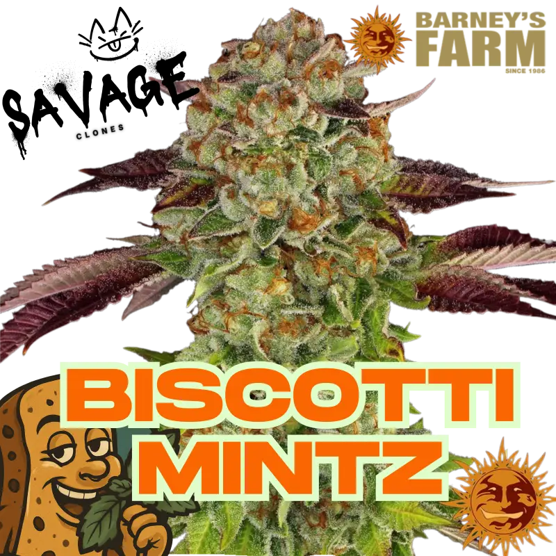 Biscotti Mintz Barneys Farm - Savage Clones