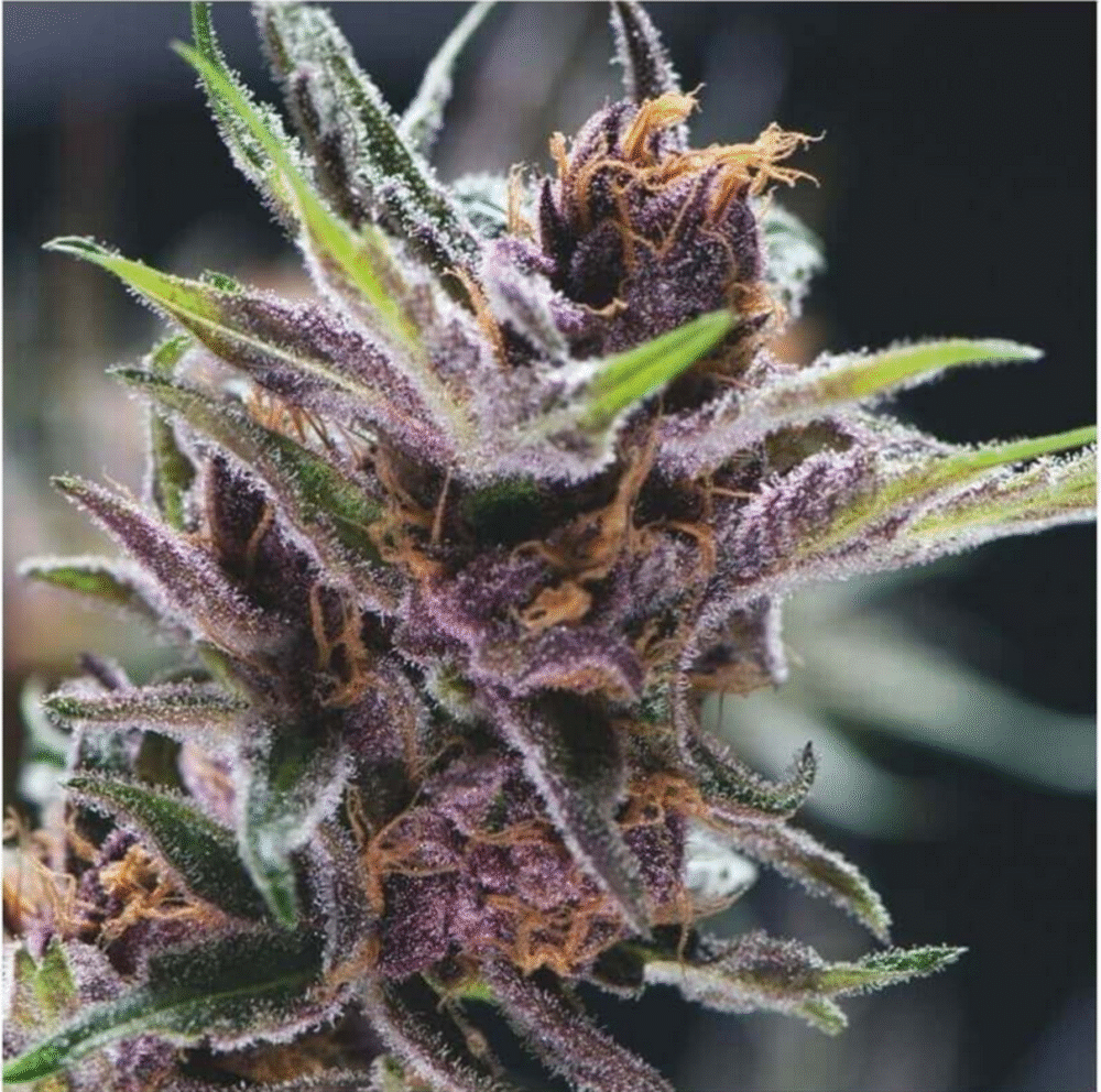 Black Cherry Punch Feminisiert-3 Samen - Seeds24