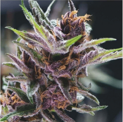 Black Cherry Punch Feminisiert-3 Samen - Seeds24