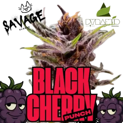 Black Cherry Punch Pyramid Seeds - Savage Clones