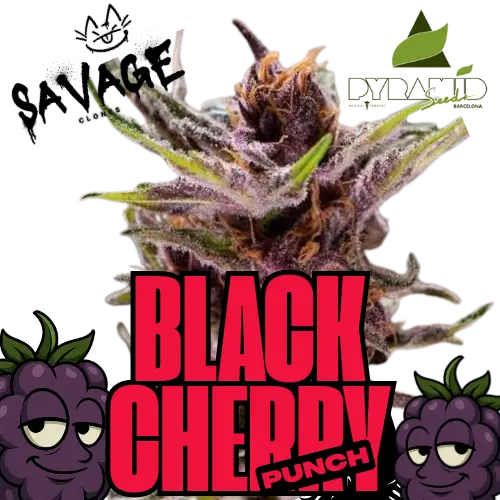 Black Cherry Punch Pyramid Seeds - Savage Clones