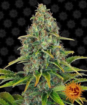 Blue Cheese Auto-3 Samen - Seeds24