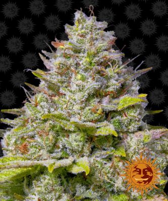Blue Gelato 41 Feminisiert-3 Samen - Seeds24