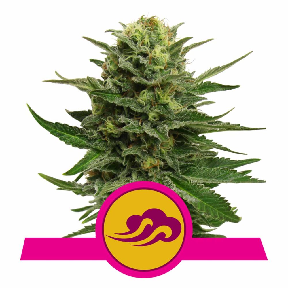 Blue Mystic Feminisiert-3 Samen - Seeds24