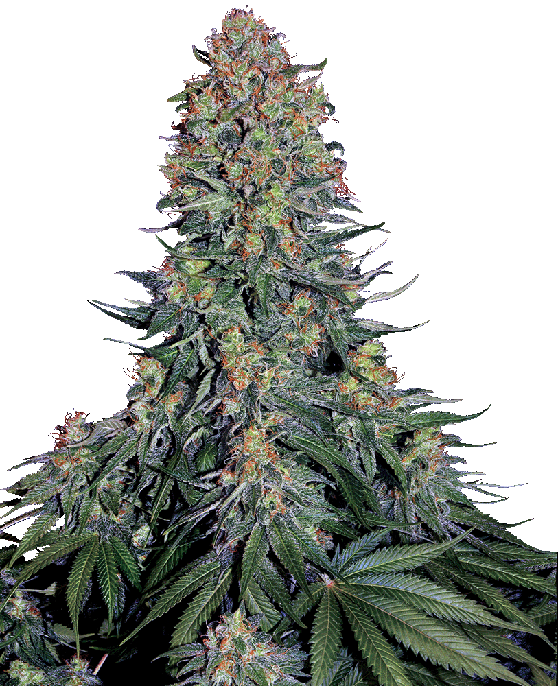 Blue Skunk Feminisiert-3 Samen - Seeds24