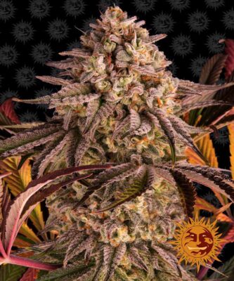 Blue Sunset Sherbert Feminisiert-3 Samen - Seeds24