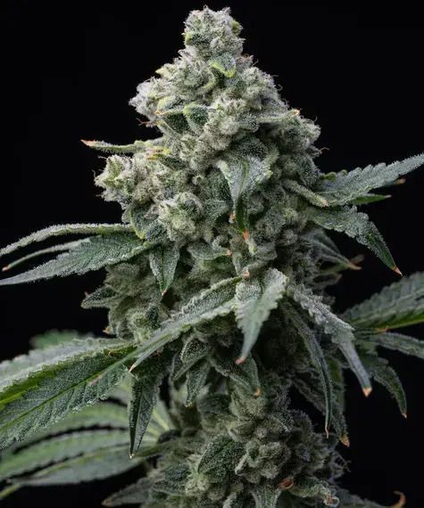 Bruce Banner Feminisiert-3 Samen - Seeds24