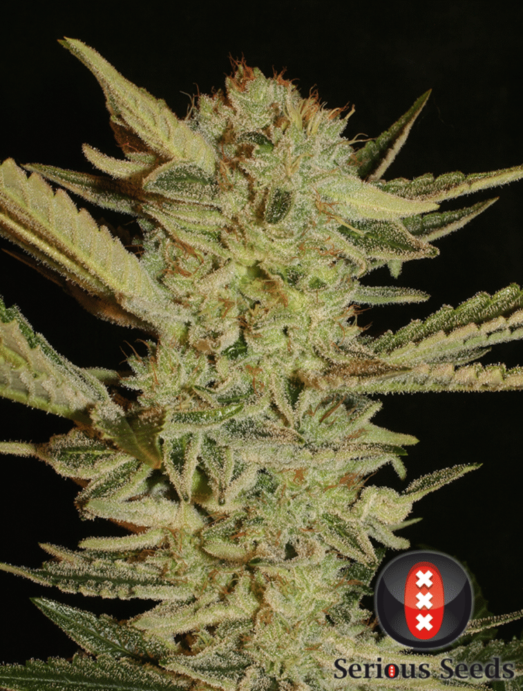Bubble Gum Feminisiert-3 Samen - Seeds24