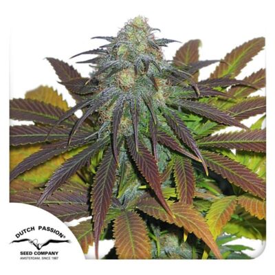 Californian Orange Feminisiert-3 Samen - Seeds24
