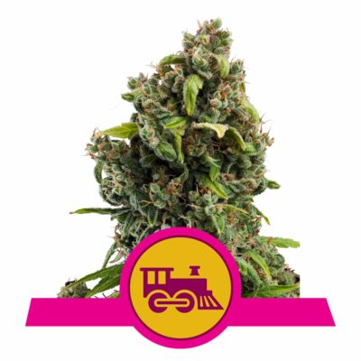 Candy Kush Express FAST Version Feminisiert-3 Samen - Seeds24