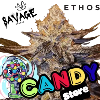 Candy Store Ethos Genetics - Savage Clones